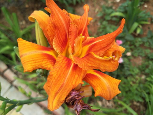 种植萱草花盆栽的准备工作