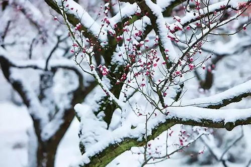 梅花傲雪，你为何独自绽放