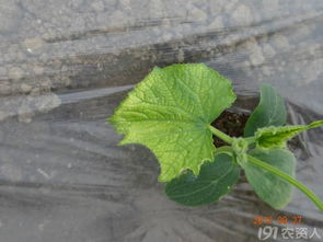 黄瓜瓜身发黄，营养缺失的征兆