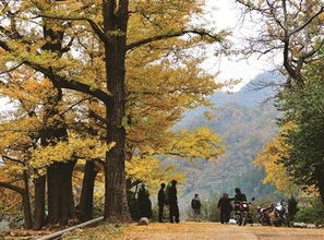 嵩县：苗木界的“绿色宝库”