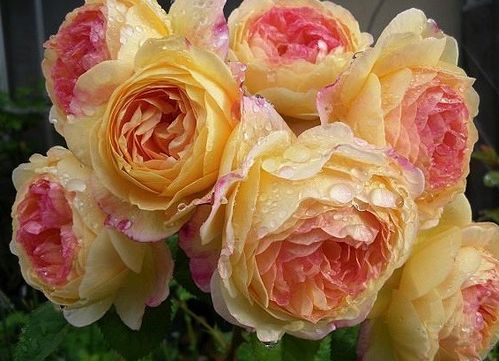 苏格兰黄油月季：那抹忒别的黄