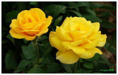 月季：花中皇后的千姿百态