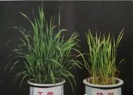 水稻叶片发黄因氮磷钾失衡，需科学施肥