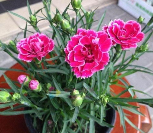延长康乃馨花期？掌握这3招