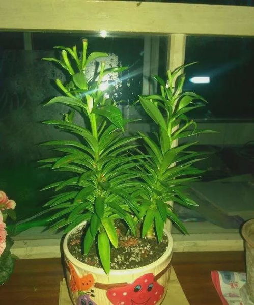 盆栽技巧， 让橡树在花盆里也嫩疯长