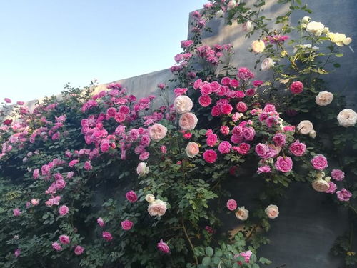月季收货剪花，为何只剪一半