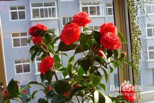 龙船花如何进行科学合理的养殖，才能保证其生长旺盛且花朵鲜艳