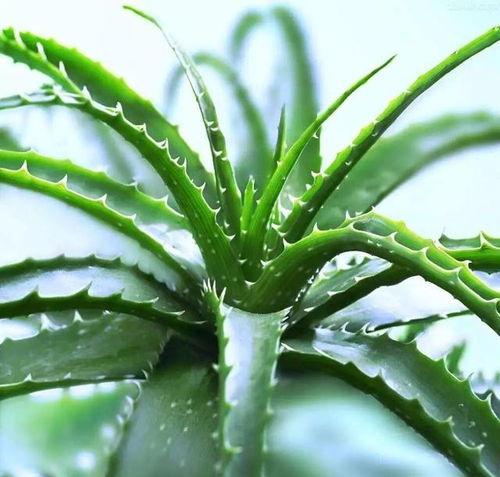 芦荟怎么养才能长小苗？光照和水分要怎么控制