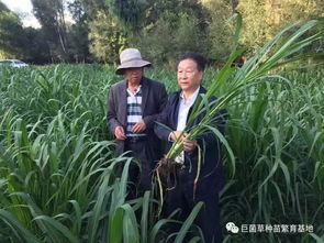 买草籽避坑：三招保平安