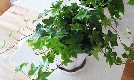 浇水的注意事项