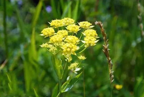 小白必堪：柴胡种子挑选技巧