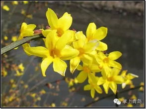 迎春花，春天的使者