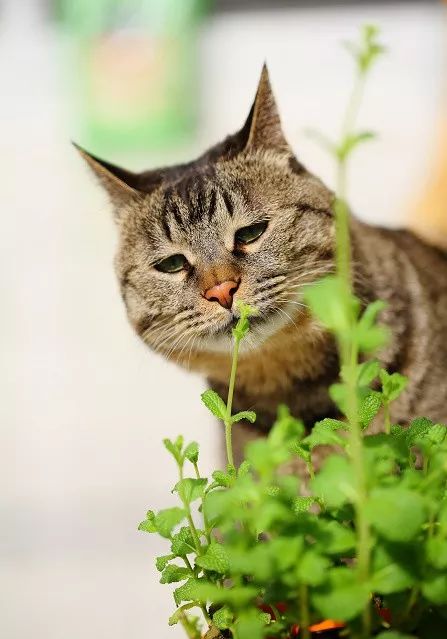 猫薄荷为什么喜欢阳光，阳光对其生长和香气产生怎样的影响