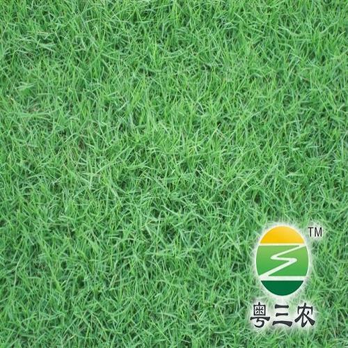 草坪品种介绍
