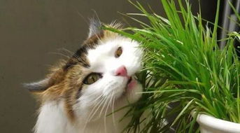 猫草是哪种植物的种子？如何正确种植以供猫咪食用