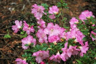 误采野杜鹃花， 律法制裁