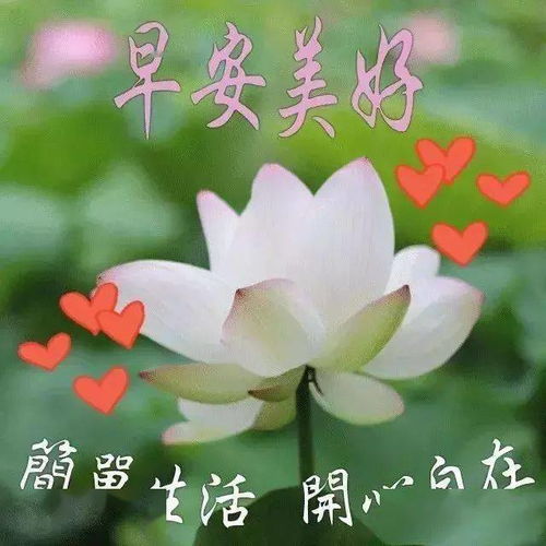 “花开友情，花语传情