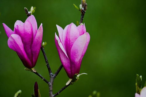 红玉兰浇水那些事儿，你真的懂了吗？