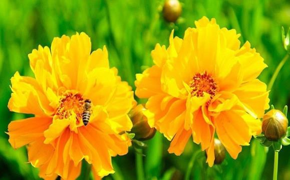 急救案例，如何救回病态的毛茛