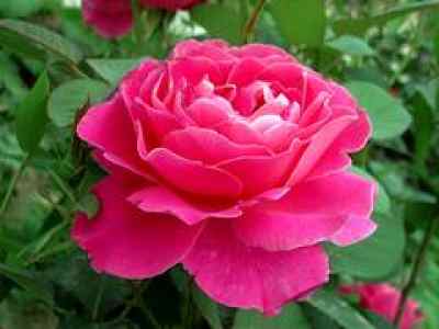 读书台月季， 诗意盎然