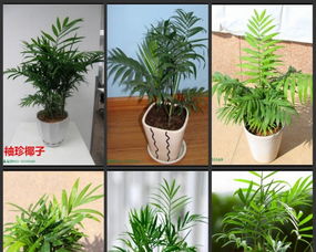 园林里的花花绿绿，养护有学问哦！