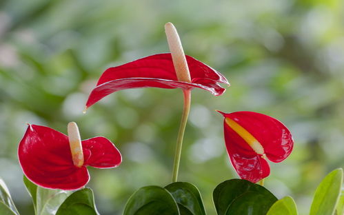 花木的凋零，是何原因？