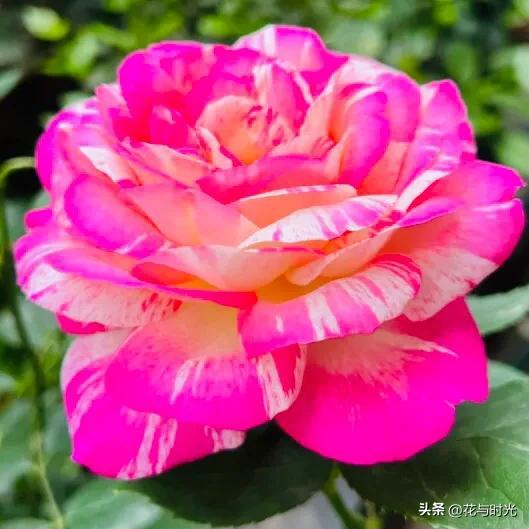 普通月季花，五彩缤纷的大众情人