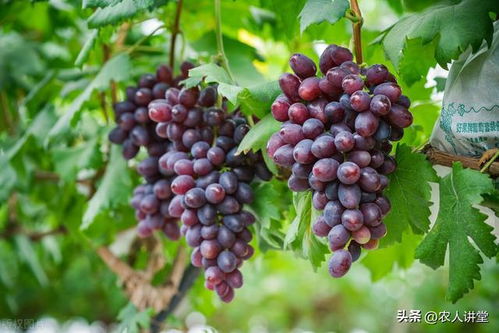 病虫害防治， 综合措施是关键