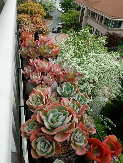 出锦，是植物的一种病态变异，可依简单的认为一种突发的白化病