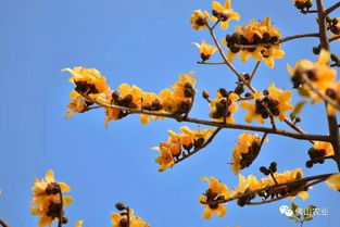 木棉花会结果吗？探讨其结果与影响因素