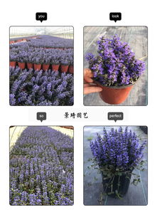 新屋必备：韶关花木蓝园艺品种全解析，满足你的畜牧需求！