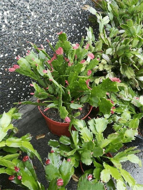 小心高氮肥，花儿会掉眼泪！