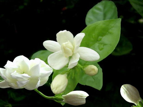 茉莉，清新芬芳的象征