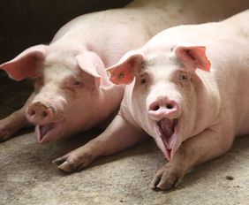 毛猪啥市场价？最近毛猪市场价格行情如何？