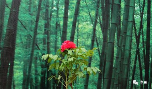 抗性强、 耐高温耐低温