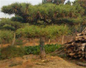 五针松：盆景界的明星