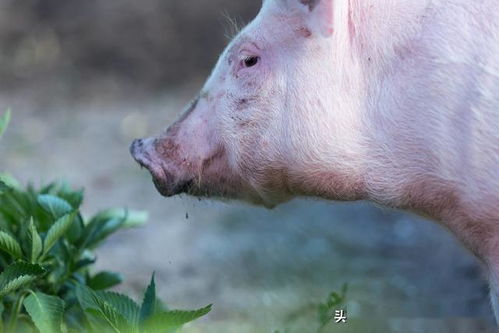 乳猪料配方中为何拉稀高发？如何通过3招节省200元降低窝内拉稀问题？