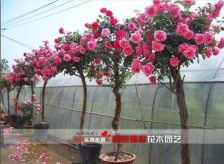 万景月季基地， 月季树的摇篮