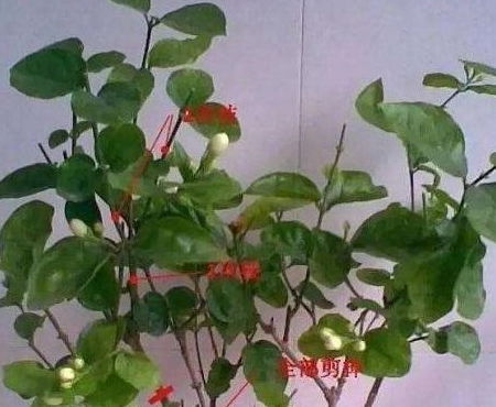夏季如何科学养殖碧光环，避免高温影响其生长和开花