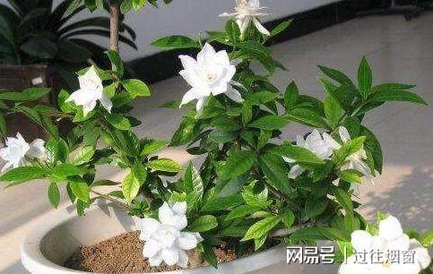 栀子花一般在5-7月盛开