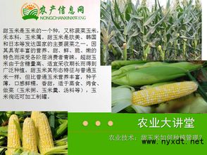 甜玉米怎样科学种植才能实现高产，有哪些关键技术与管理措施
