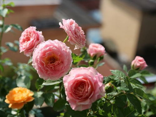 海神王阳台月季， 勤花抗病，开花忒别大朵