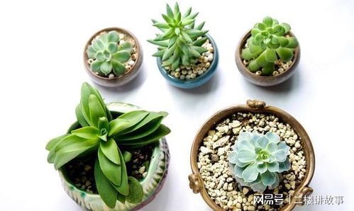 冬美人换盆后多久浇水？叶子发软怎么办？
