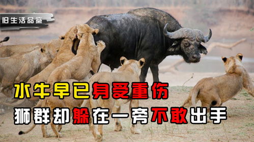 水牛最爱草本，肉食之王！揭秘最营养的饲料选择