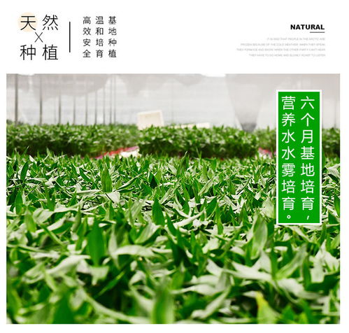 转运竹和开运竹嫩否放在一起水养？