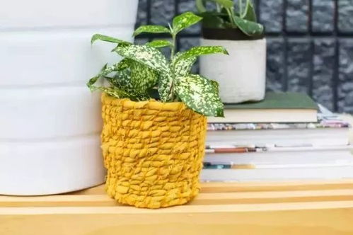 慈姑：剪刀草， 美丽又可爱