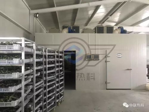 菊花烘干设备厂家直销，这些优惠你确定不来看看