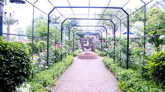 养殖鹅掌花：高效方法与技巧，打造绿色生态牧场