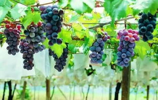 越冬管理：让葡萄度过寒冷冬天