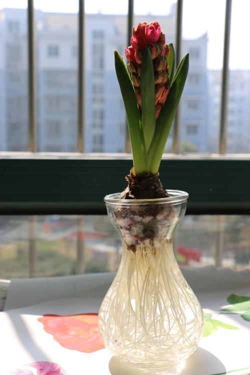 风信子种植的最佳时间是什么时候？春季还是秋季